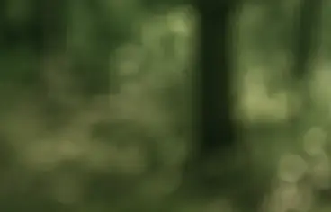 Wald im Gegenlicht